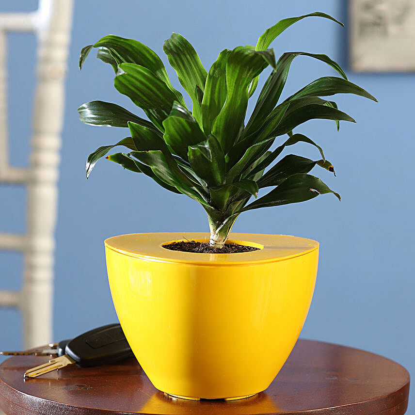 Dracaena Plant In Yellow UV Pot