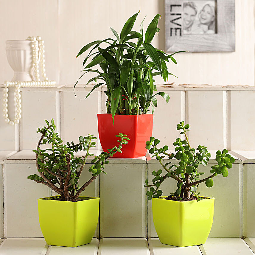 Lucky Bamboo Jade Plant Set:Hyderabad Anniversary Gifts
