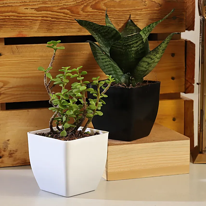 Best Plant Set Online:Desktop Plants