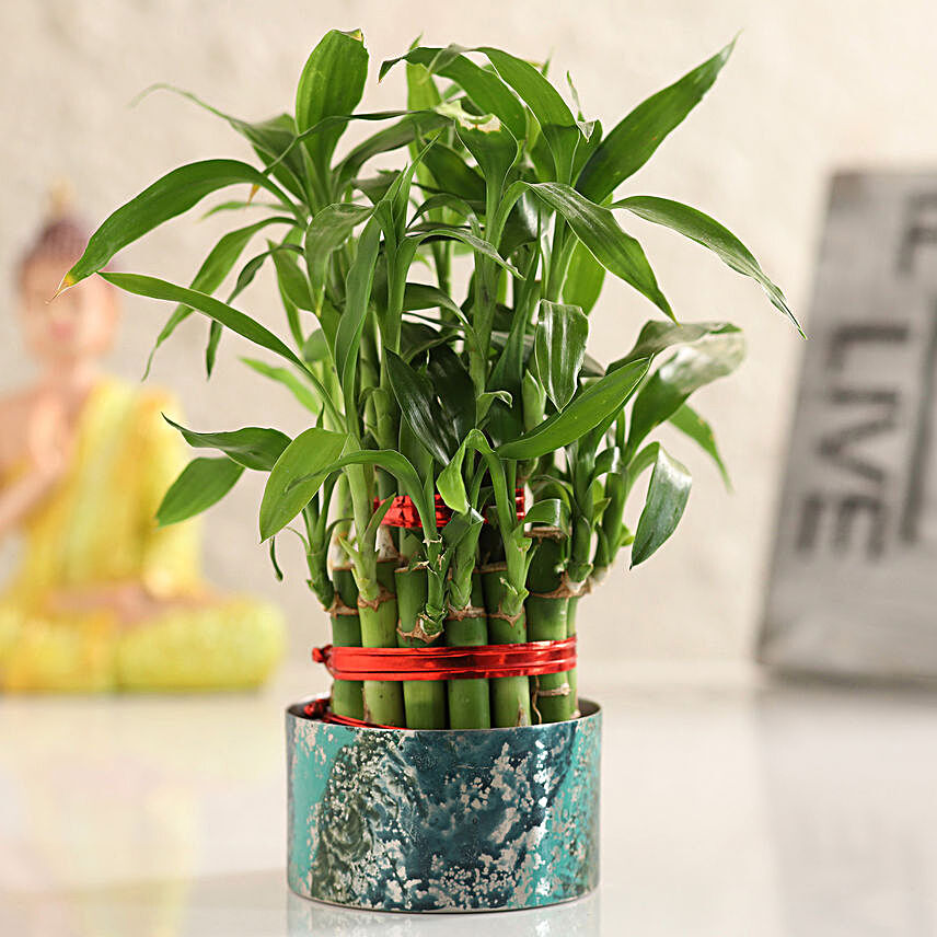 Bamboo Plant In Designer Metal Pot
