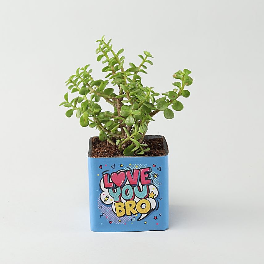 online plant in printed pot:Bhai Dooj Gifts Mumbai