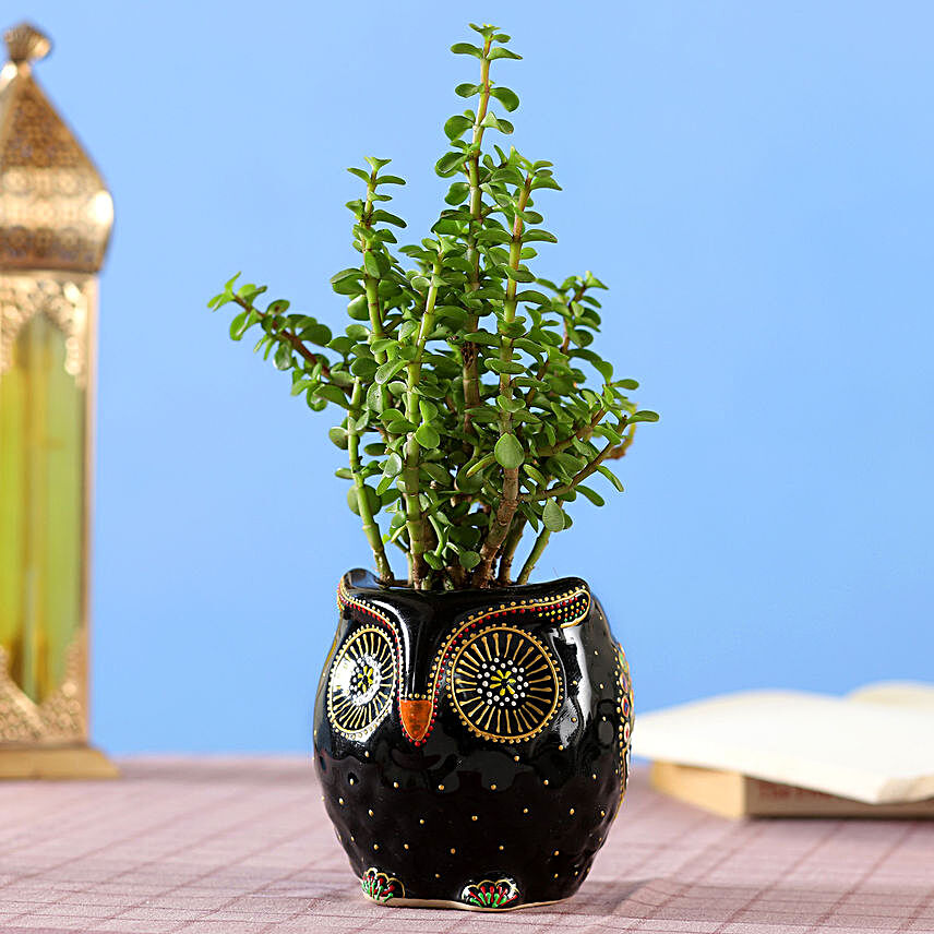 Adorable Jade Plant in Hand painted Owl Planter