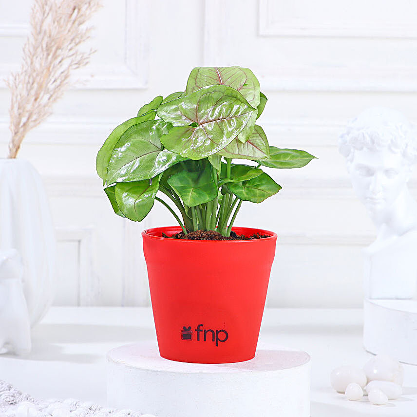 plant in red pot online