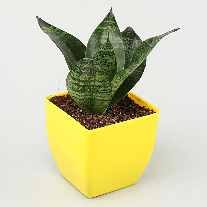 Sansevieria Plant In Classic Yellow Pot
