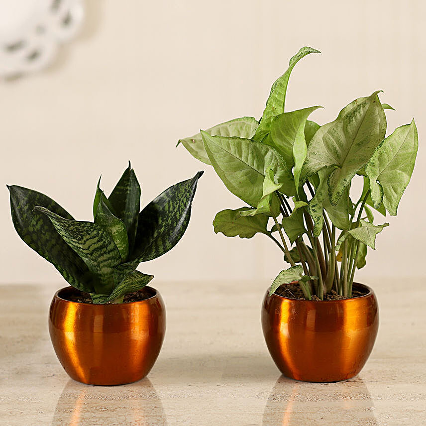Green Sansevieria & Syngonium Plant Combo