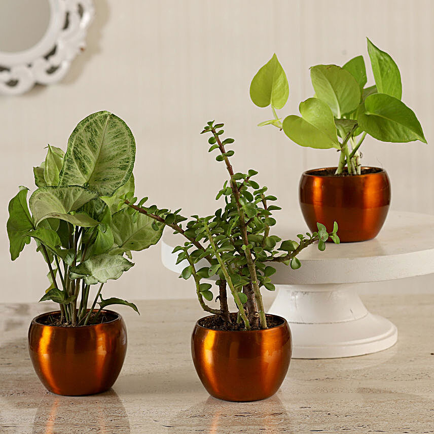 Online Potted Jade With Syngonium & Money Plant Combo:Metal Planters Delivery