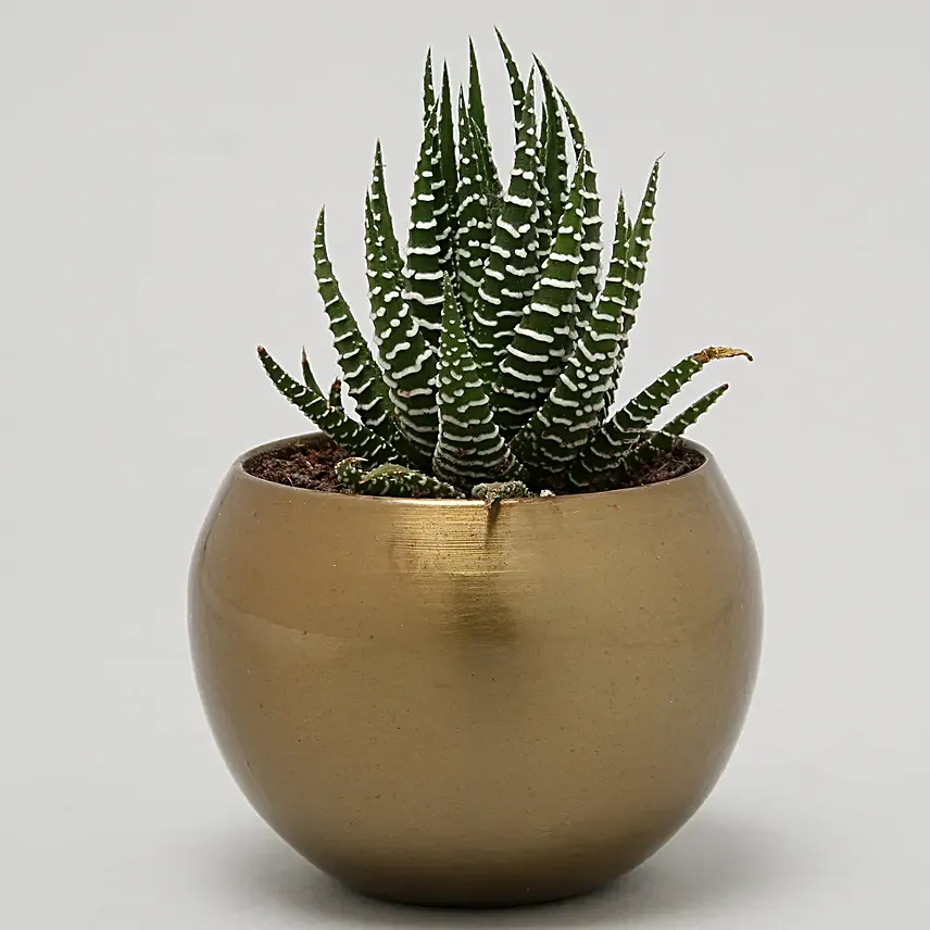 Online Haworthia Plant In Table Top Gold Pot:Metal Planters