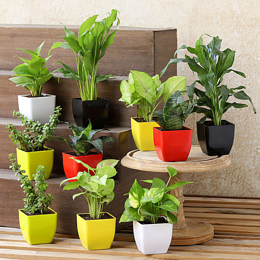 Air Purifying Plants- Set Of 10