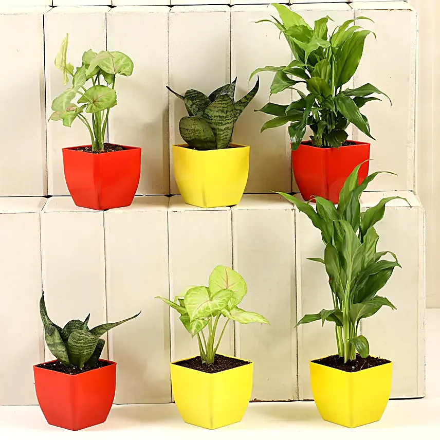 Gorgeous Set Of 6 House Plants:Peace Lily