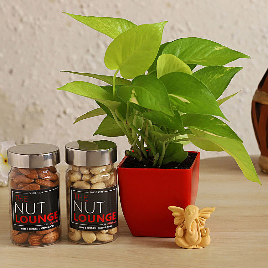 Beige Ganesha Idol With Money Plant & Nuts