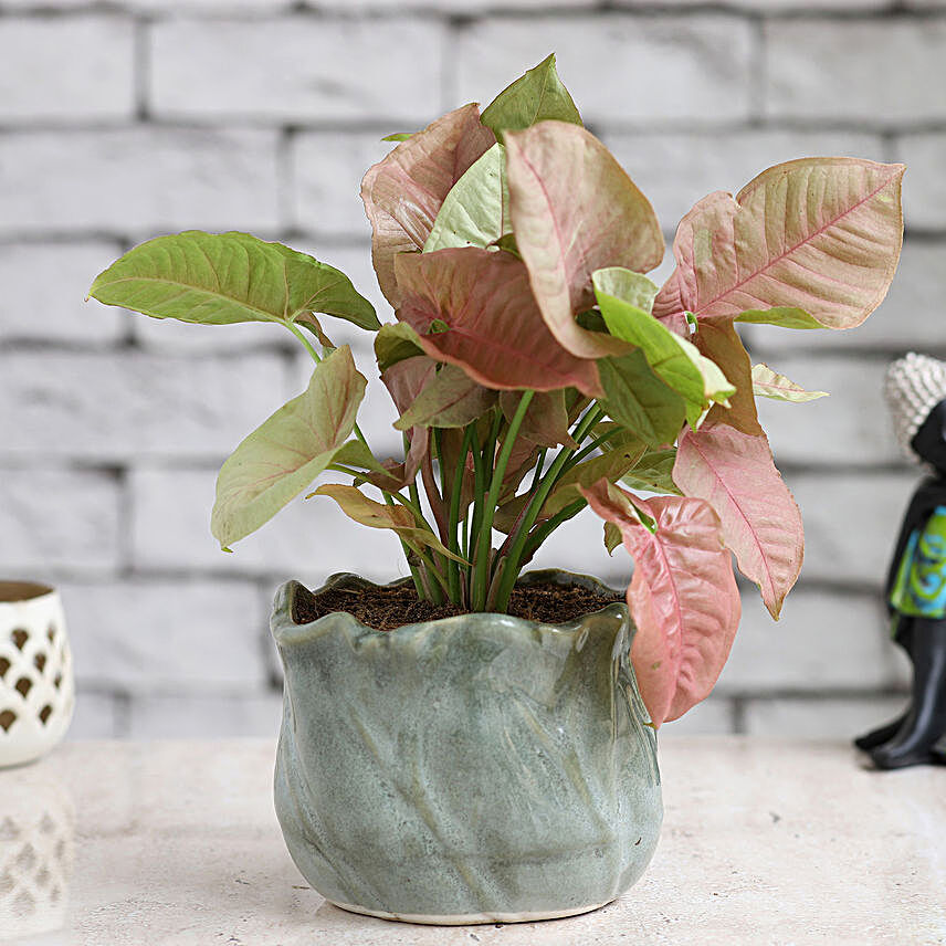 Pink Syngonium Plant In Green Ceramic Pot