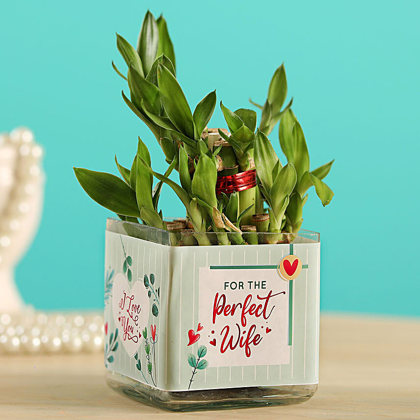 Two Layer Bamboo Plant For Her:Affectionate Gifts for Wife
