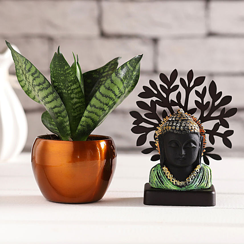 Black Buddha Idol & Sansevieria Plant