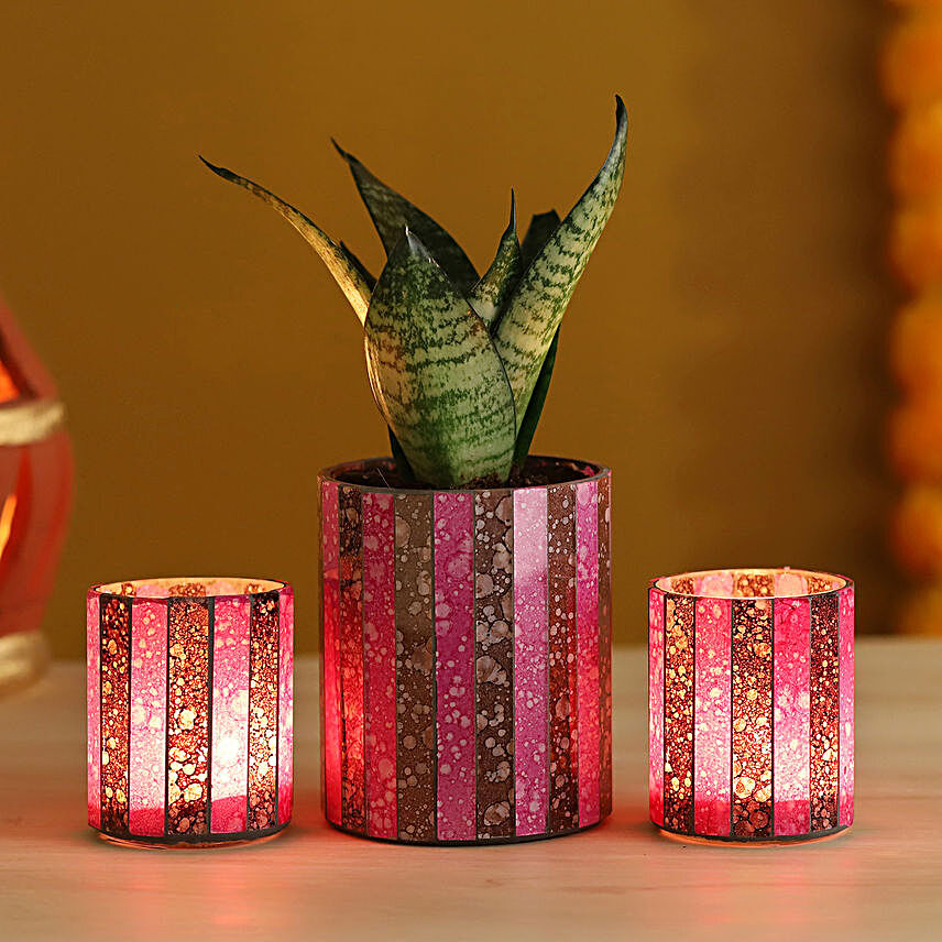 Green Sansevieria Plant Pink Votives Set:Gift for Father's Day