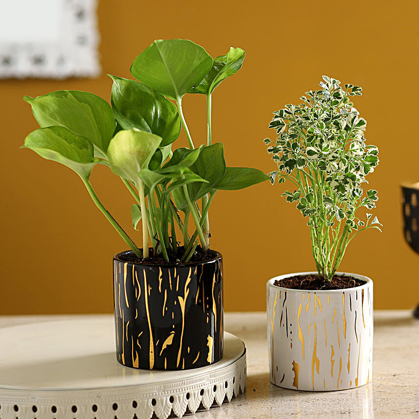 Money & Aralia Plants Set In Ceramic Pots