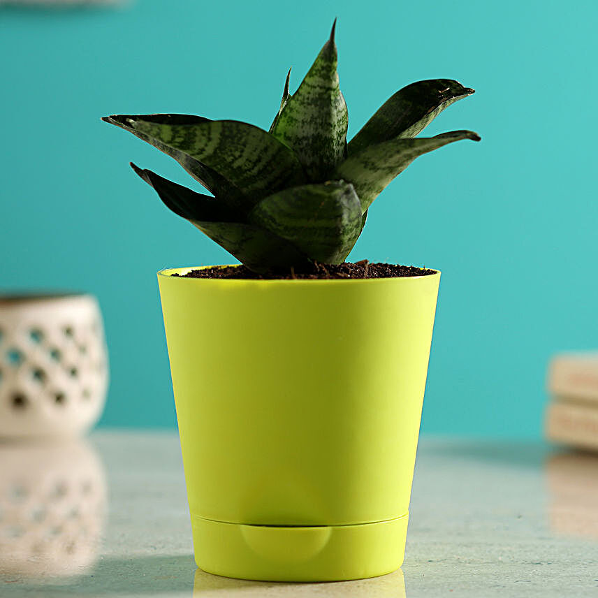 Sansevieria Plant In Self-Watering Green Pot