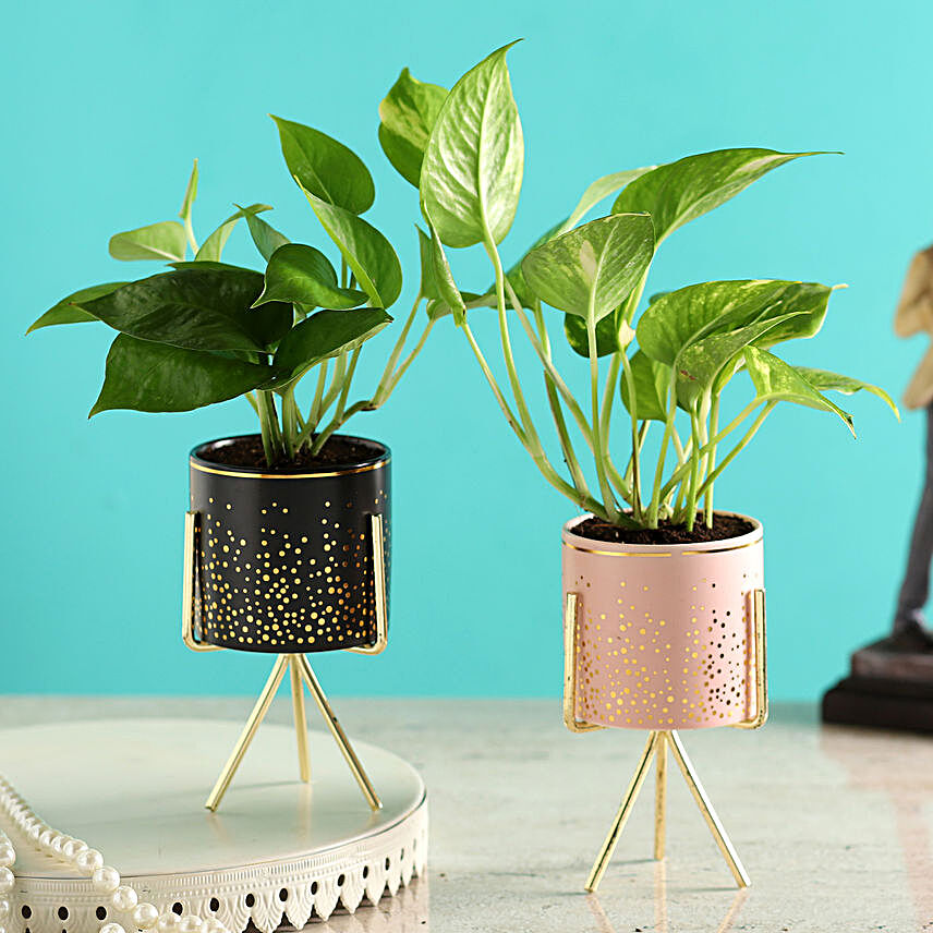 Set of Two Money Plants In Ceramic Planters
