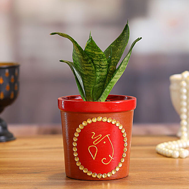 Buy/Send Sansevieria Plant in Red Terracotta Pot Online- FNP