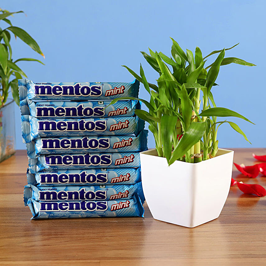 Lucky Bamboo & Chewy Mint Mentos Combo