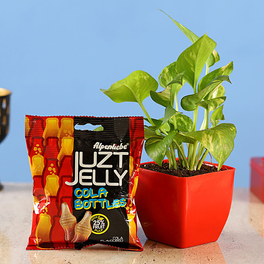 Money Plant & Juzt Jelly Candy Combo