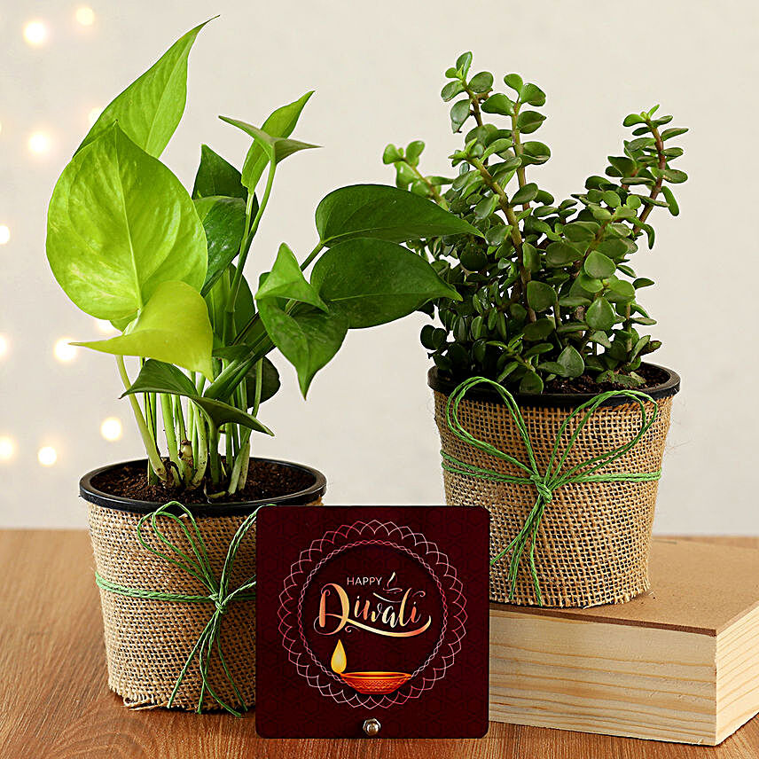 Money & Jade Plant Duo With Diwali Table Top