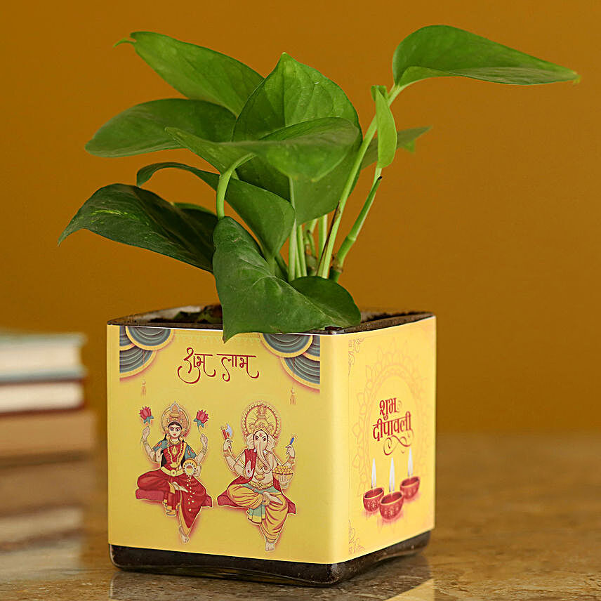 green plant in square glass vase for diwali