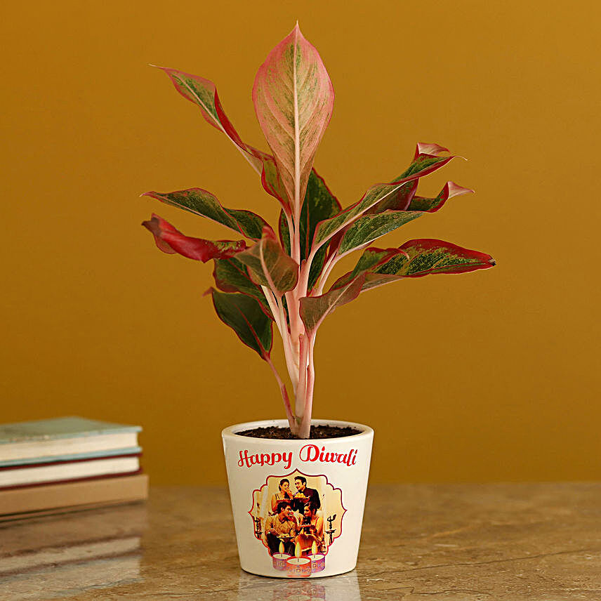 plant  in happy diwali printed vase
