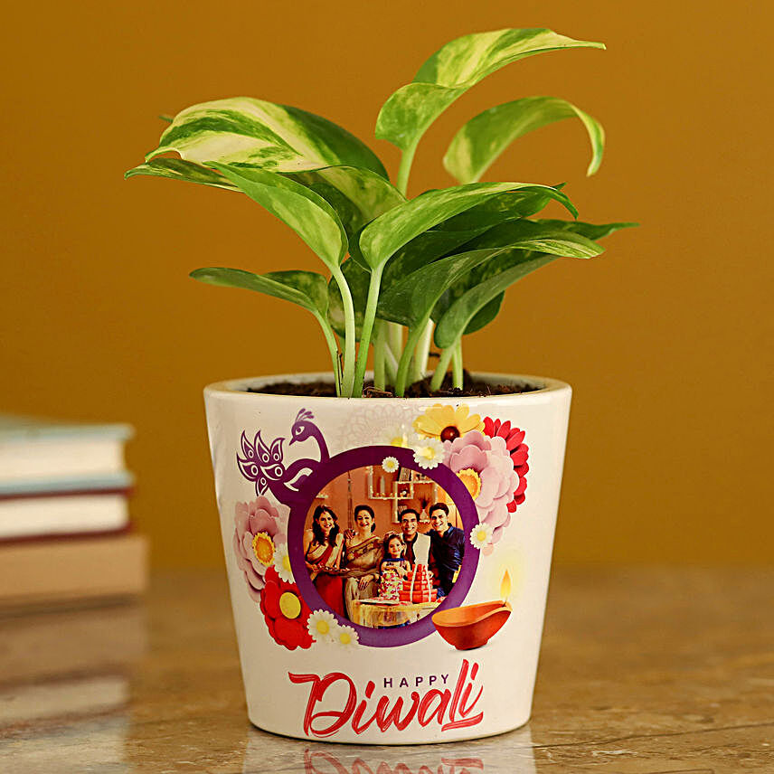 goodluck plant for diwali