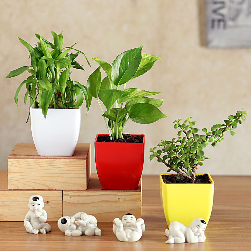 Lucky Plants with Mini Budhhas:Diwali Gifts for Boss