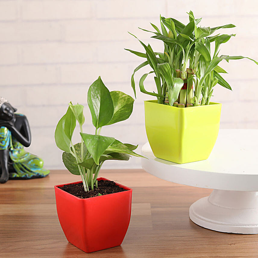 Two Layer Lucky Bamboo & Money Plant set