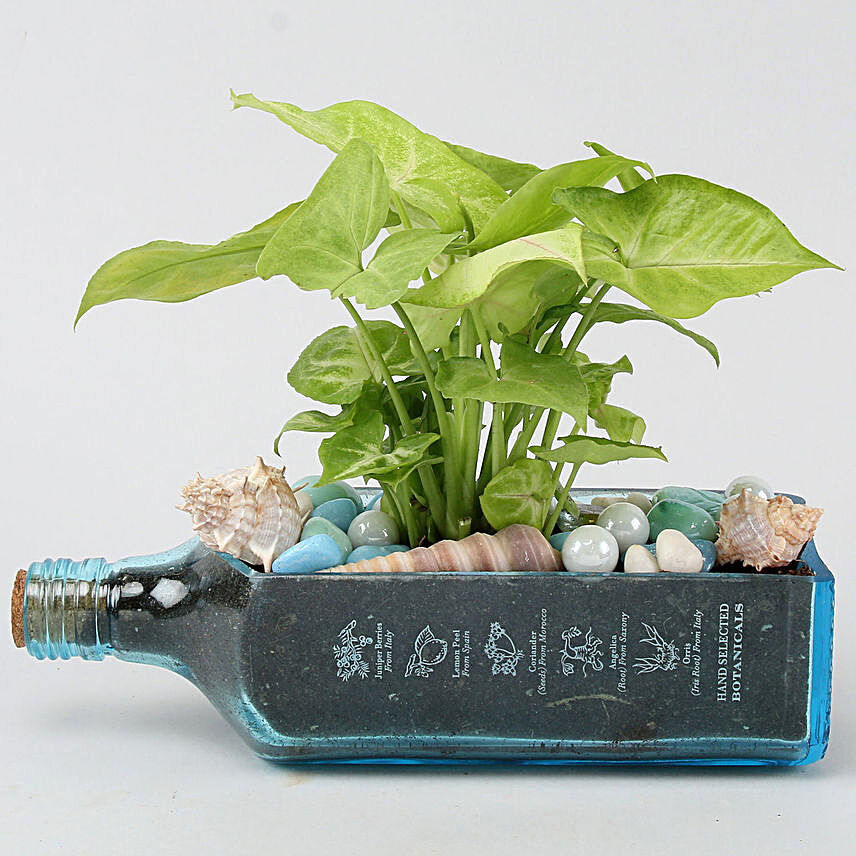 Syngonium Plant In Bombay Sapphire Bottle Planter:Glass Planters Delivery