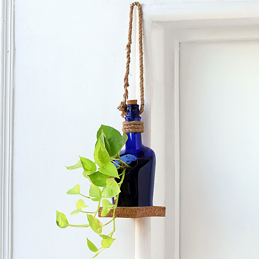 Hanging Money Plant In Antiquity Bottle Planter with Coaster
