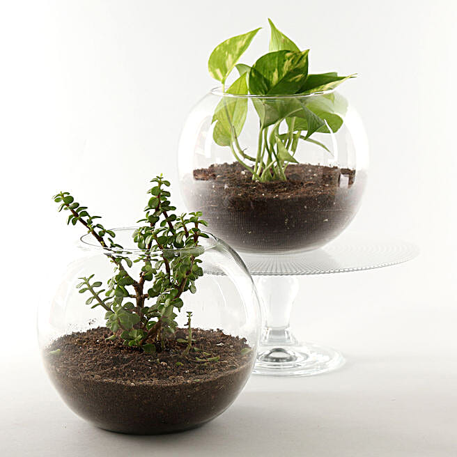 Buy/Send Money & Jade Plant Terrarium Set Online Ferns N Petals