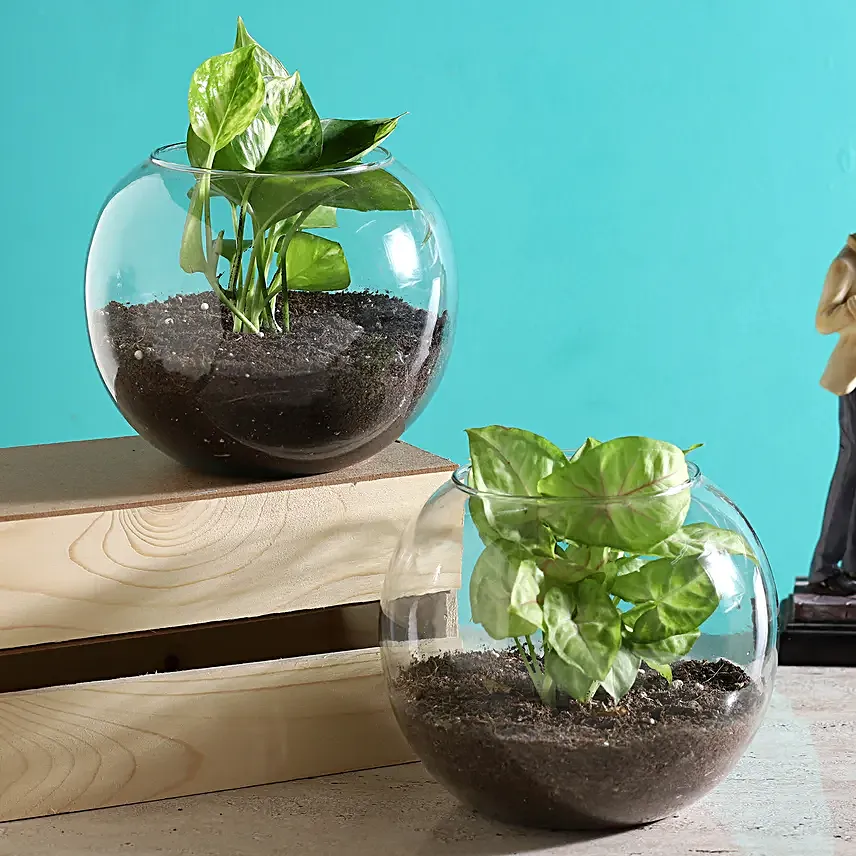 Money & Syngonium Plant Terrarium Set