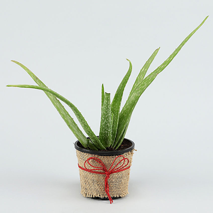 Online Potted Aloe Vera Plant