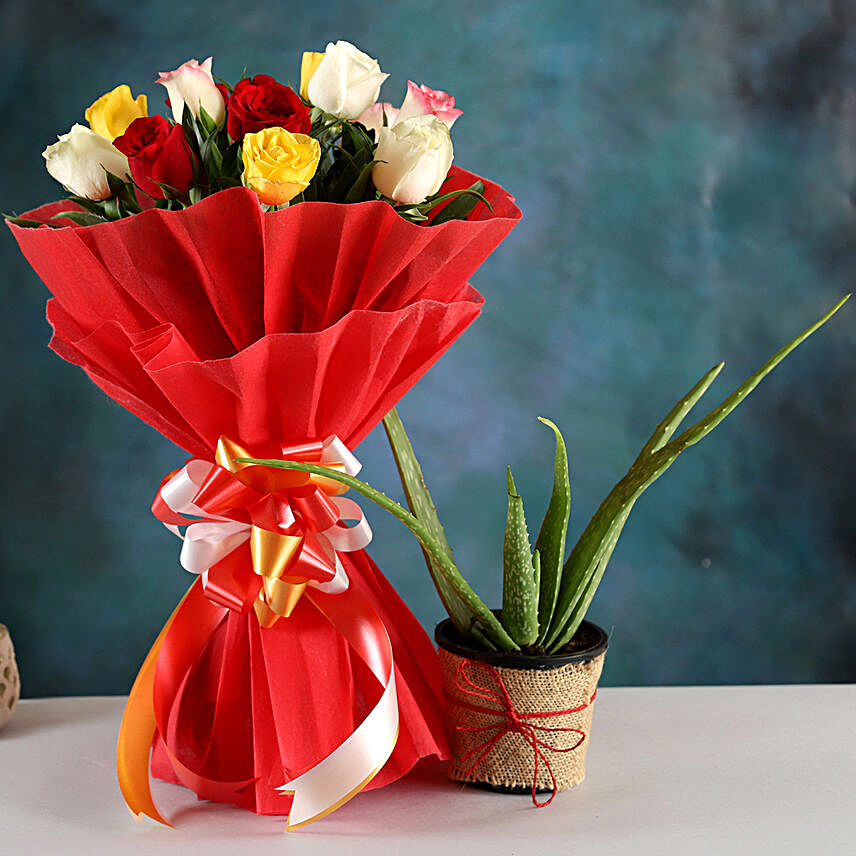 Aloe Vera Plant & Colourful Rose Bouquet