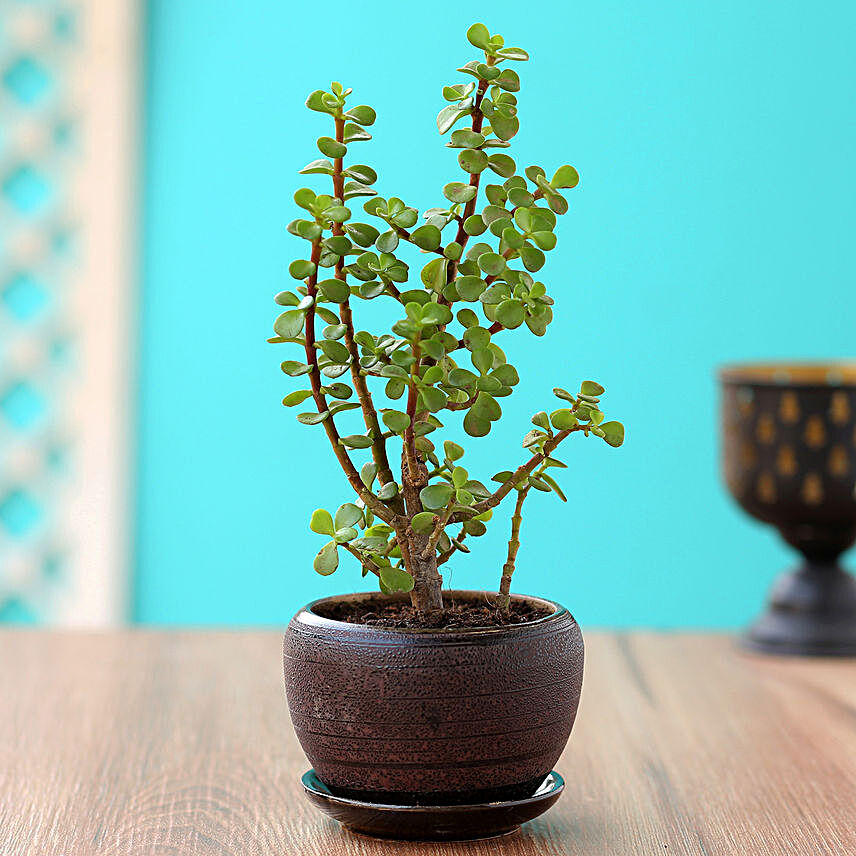 Jade Plant In Brown Oval Ceramic Vase