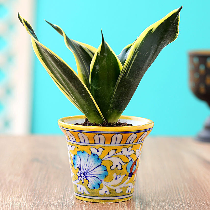 MILT Sansevieria Plant In Yellow Ceramic Vase