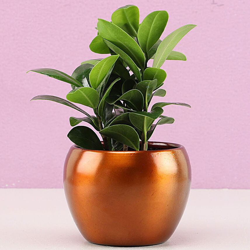 Ficus Compacta In Brass Pot Hand Delivery:New Year Plants