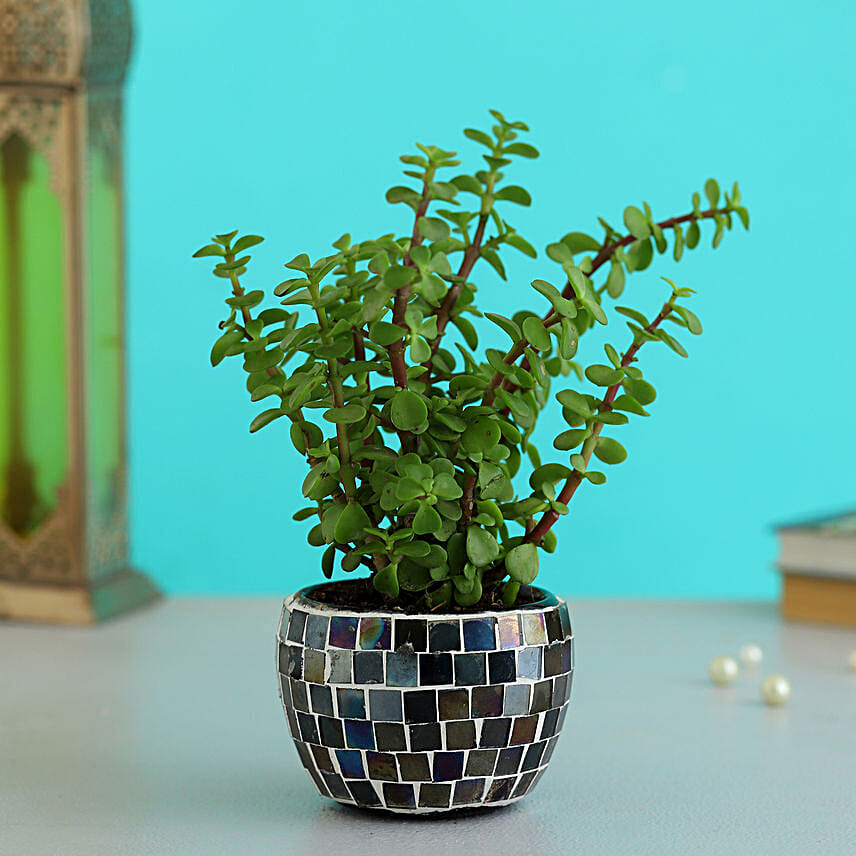 Jade Plant In Black Mosaic Design Metal Pot