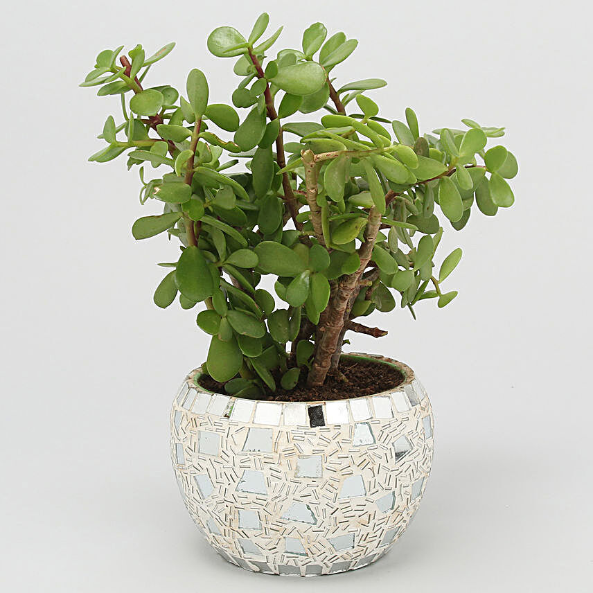Jade Plant In Metallic Mosaic Design Pot