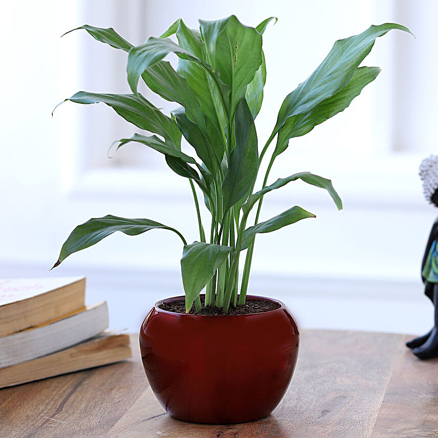 Peace Lily Plant In Red Metal Pot