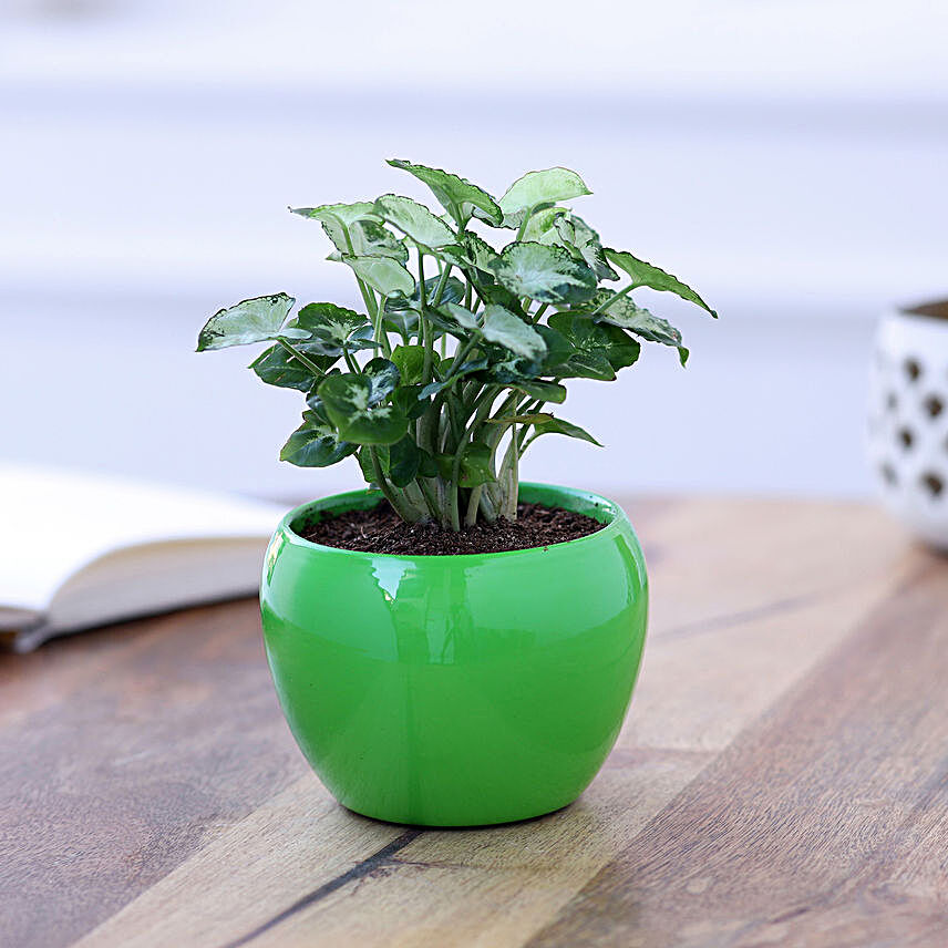 syngonium plant in metal pot online:Metal Planters Delivery