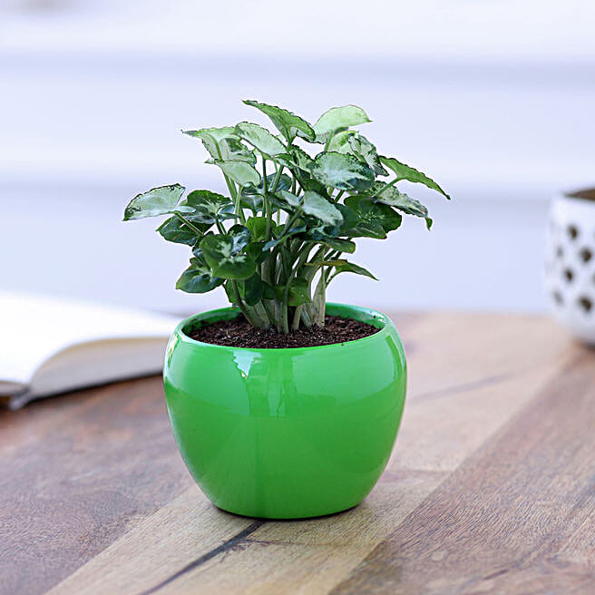 Buy Air Purifying Plants & Stress Relieving Plants Online FNP