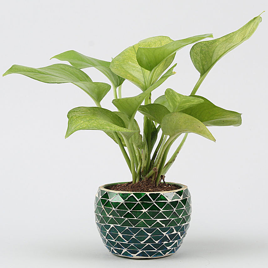 Money Plant with Green Metal Pot