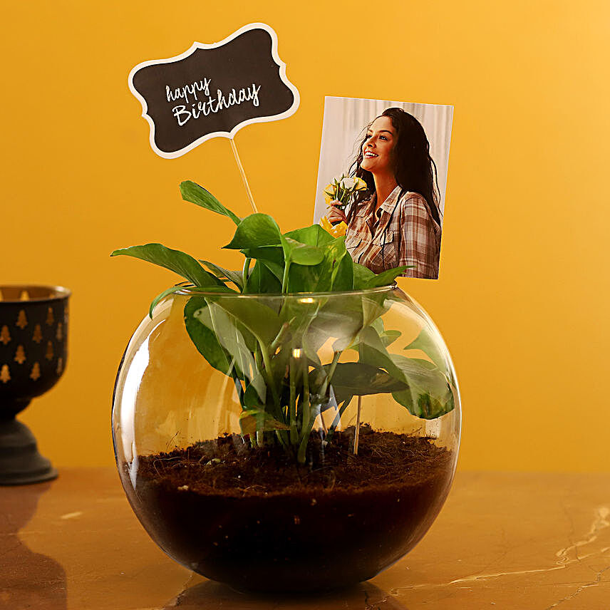Online Personalised Birthday Money Plant Terrarium