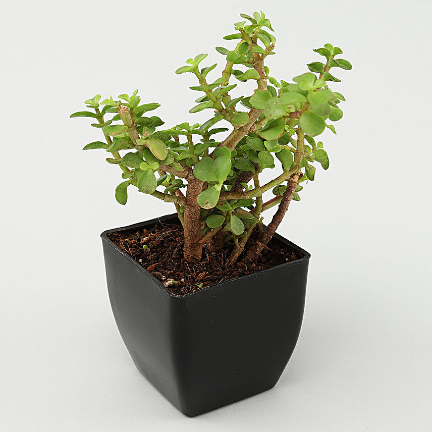 Jade Plant in Black Pot