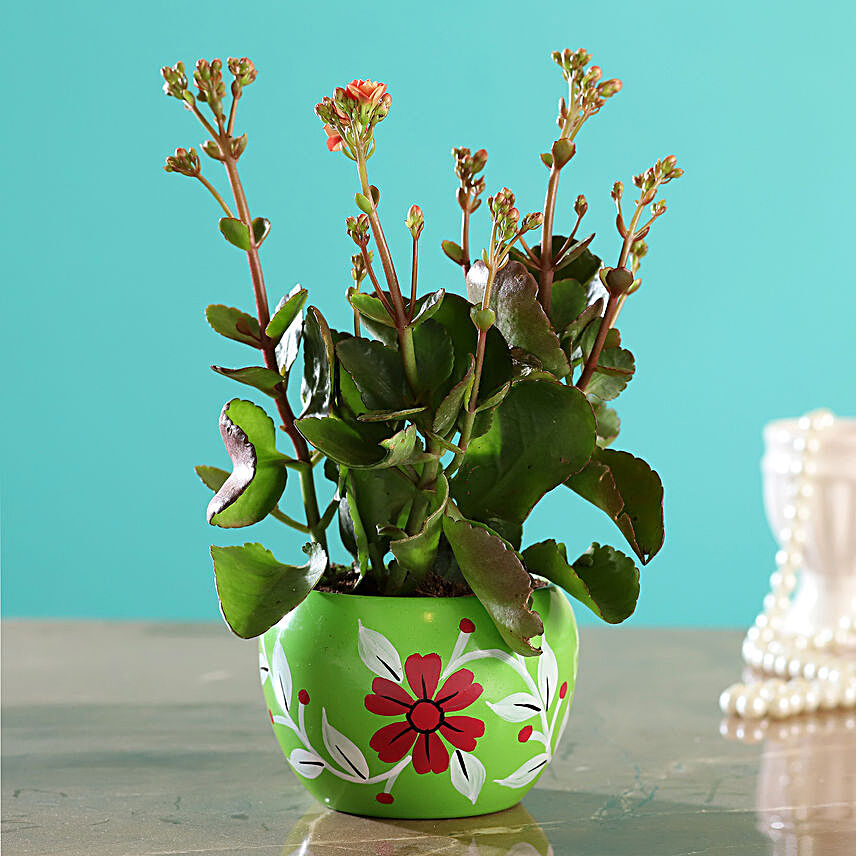 Kalanchoe Plant In Green Hand Painted Pot