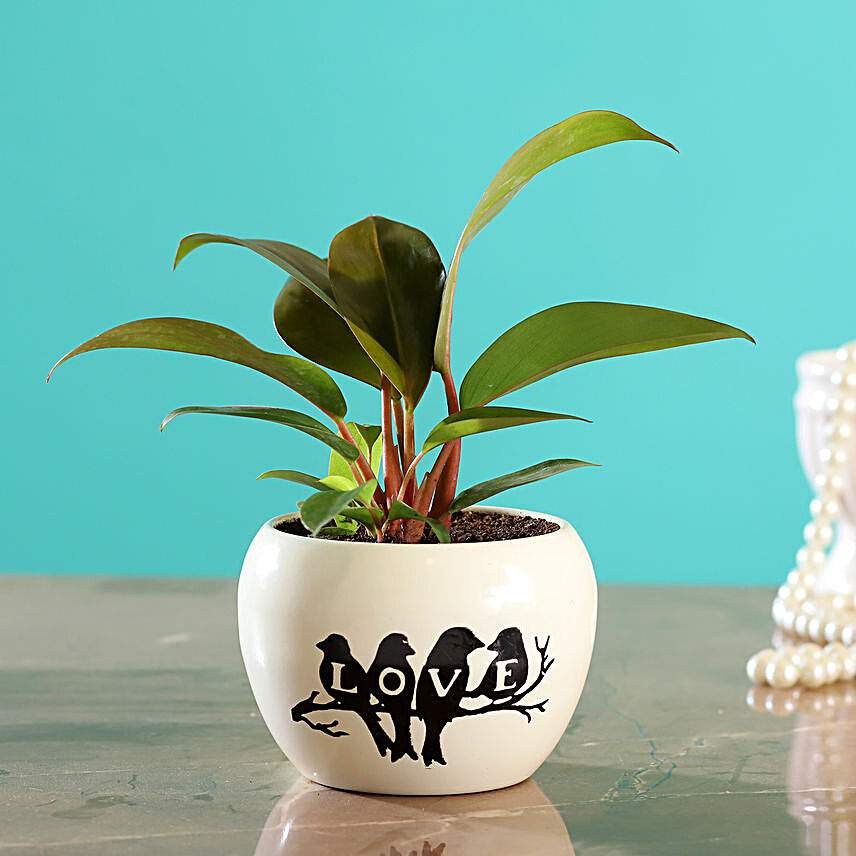 Red Philodendron Plant In White Printed Love Pot