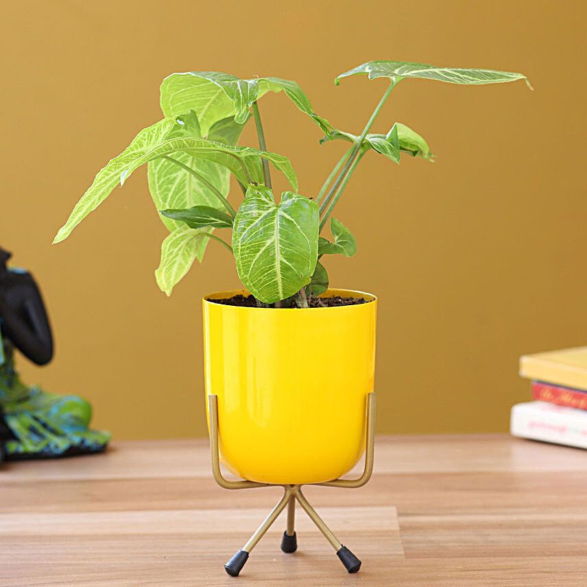 Syngonium Plant In Yellow Table Pot